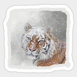 Winter Tiger Portrait Sticker